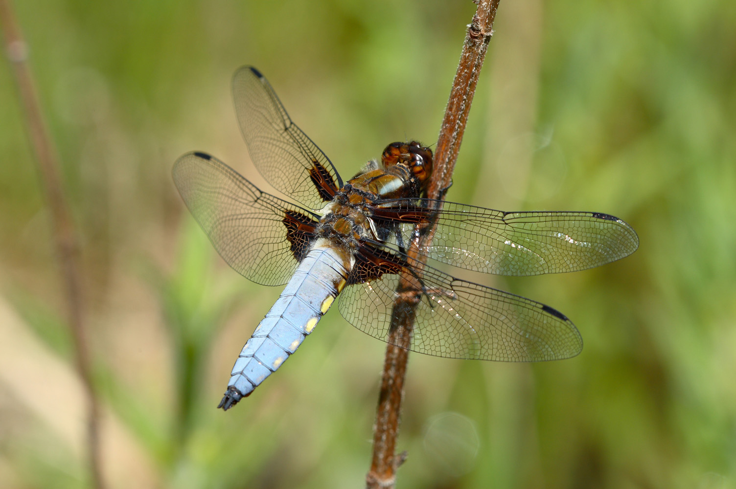 Libellula depressa 74a 1